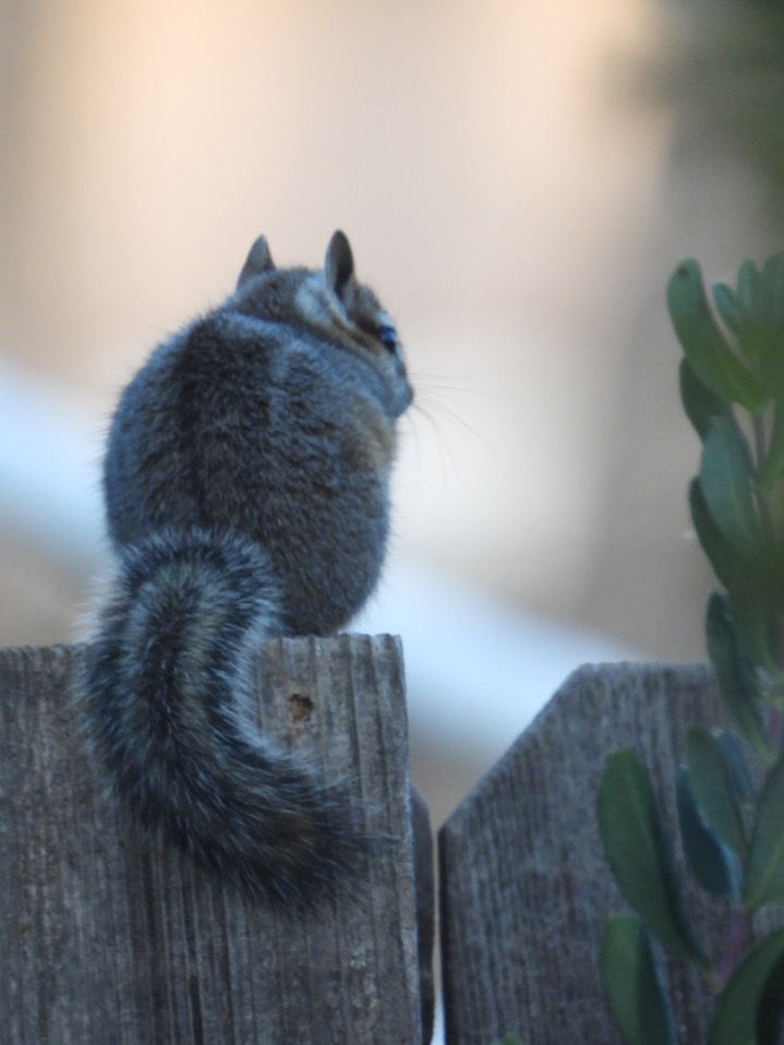 Cliff Chipmunk