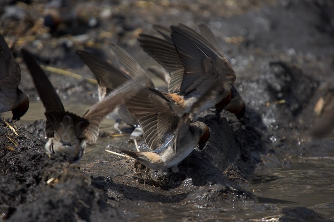 Cliff Swallow, Petrochelidon pyrrhonota3