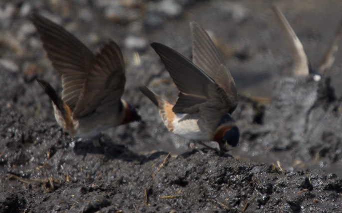 Cliff Swallow, Petrochelidon pyrrhonota2