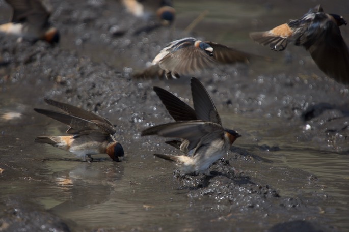 Cliff Swallow, Petrochelidon pyrrhonota7