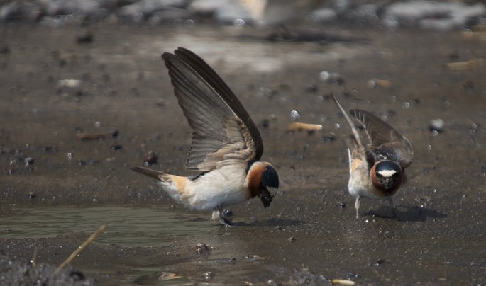 Cliff Swallow, Petrochelidon pyrrhonota8