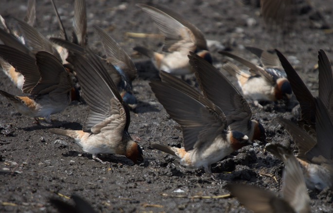 Cliff Swallow, Petrochelidon pyrrhonota1