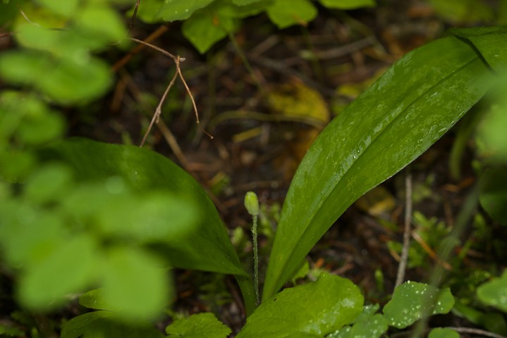 Clintonia uniflora