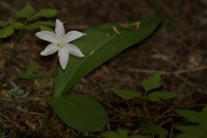 Clintonia uniflora 4