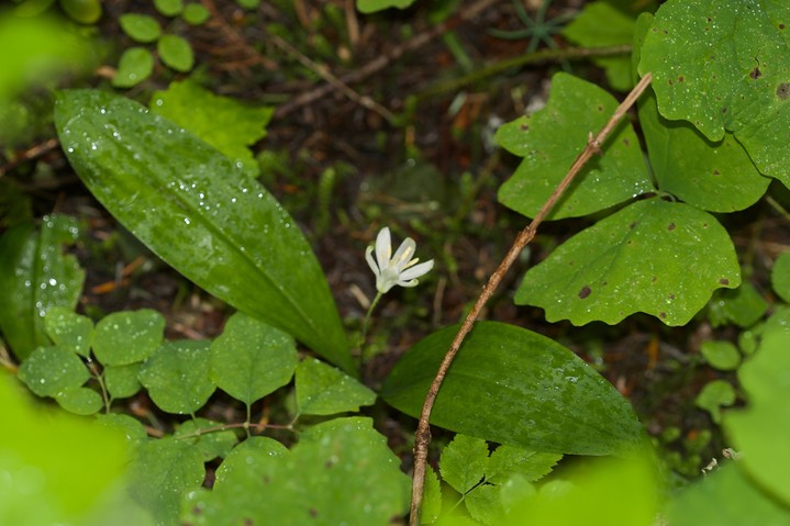 Clintonia uniflora 4