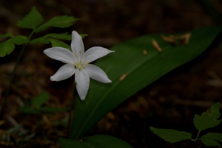 Clintonia uniflora 5