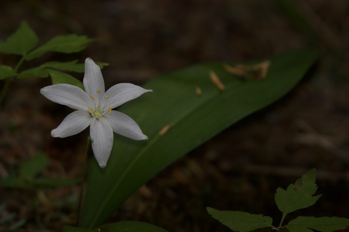 Clintonia uniflora 6