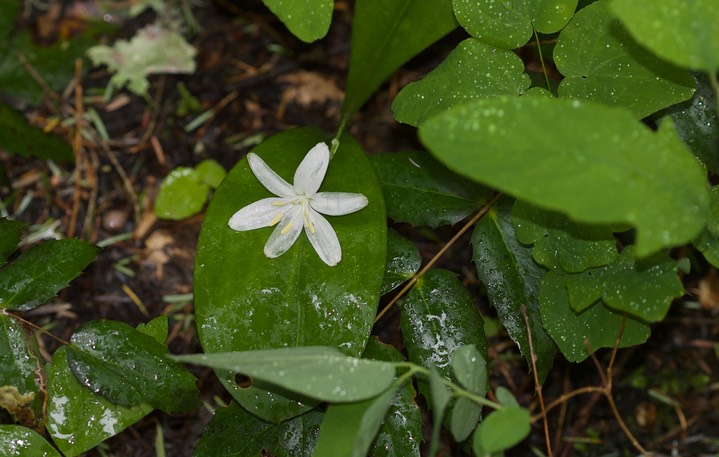 Clintonia uniflora