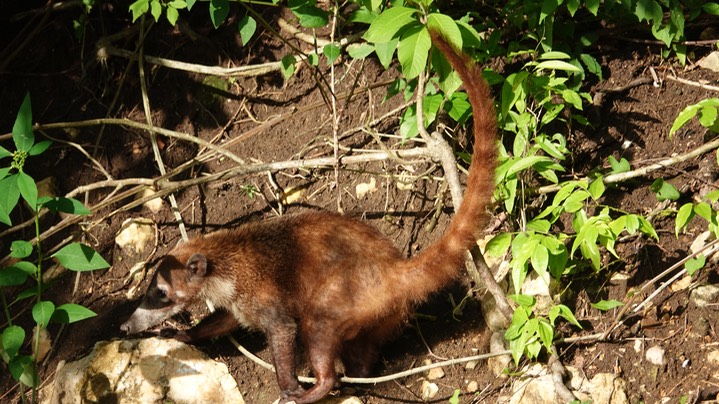 Coati 1