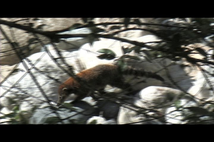 Coati, Pisote 1