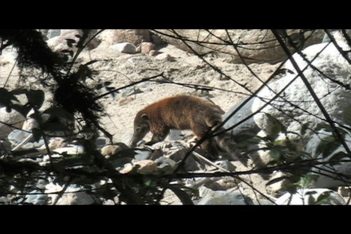 Coati, Pisote 2