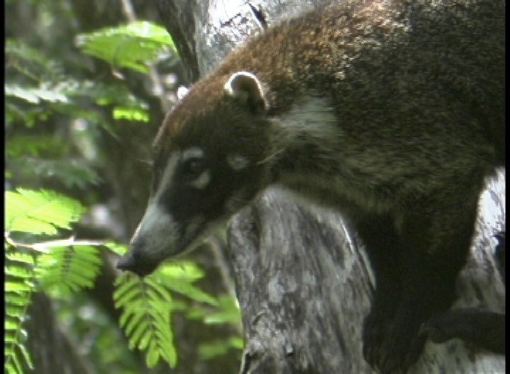 Coati, White-nosed 1