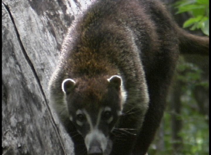 Coati, White-nosed 3