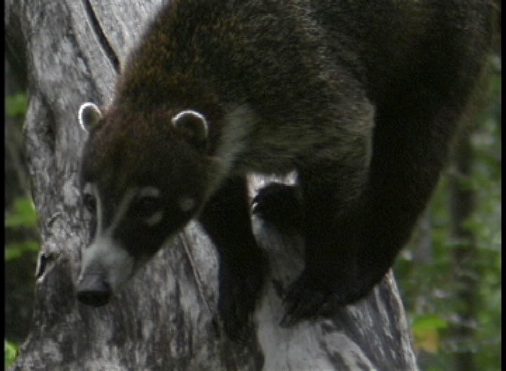 Coati, White-nosed 4