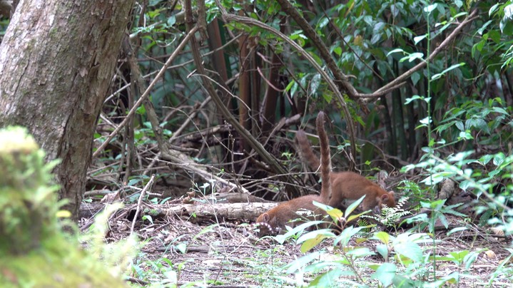 Coati, White-nosed (Belize 2021) b