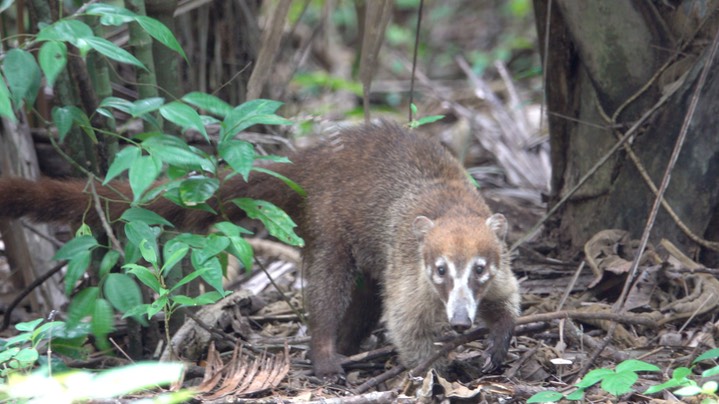 Coati, White-nosed (Belize 2021) a