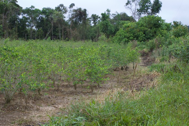 coca fields peru