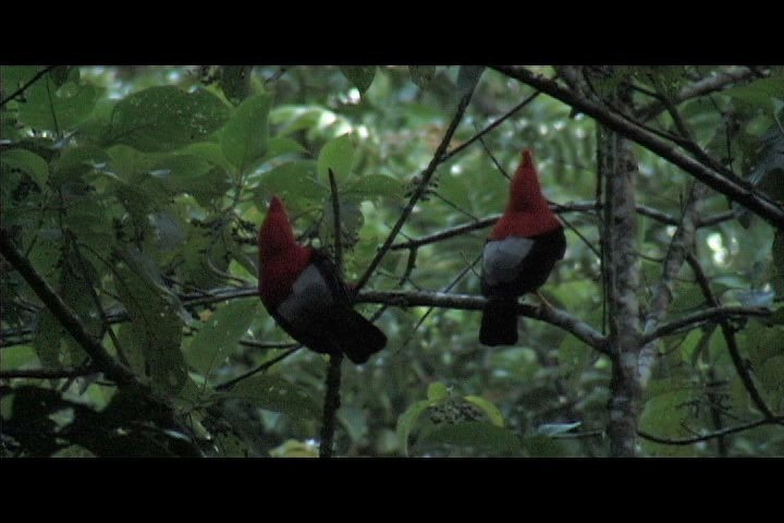 Cock-of-the-Rock, Andean 10