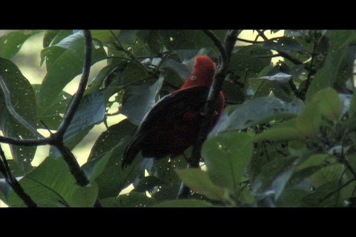 Cock-of-the-Rock, Andean 3