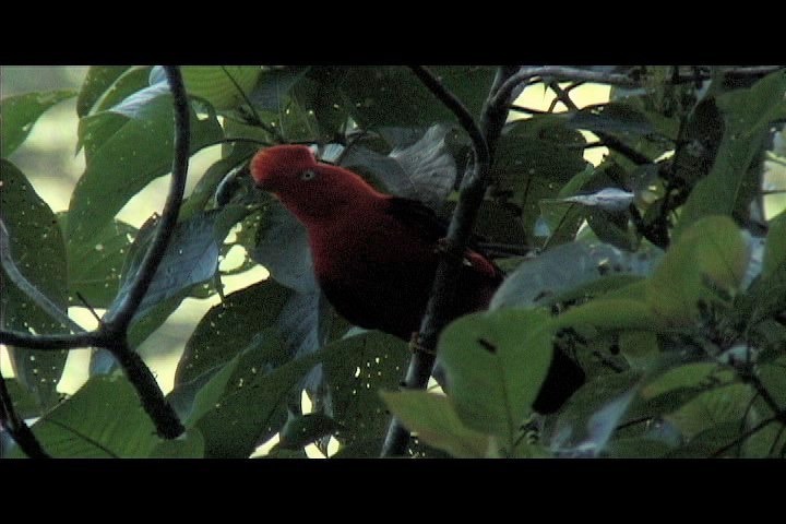 Cock-of-the-Rock, Andean 4