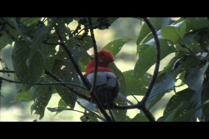 Cock-of-the-Rock, Andean 5