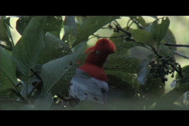 Cock-of-the-Rock, Andean 7