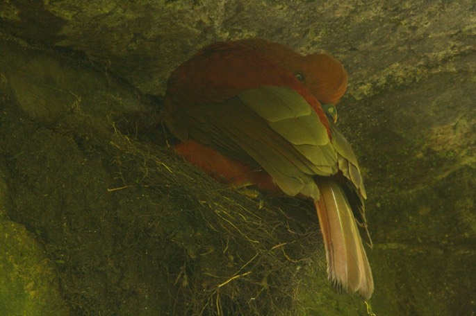 Cock-of-the-Rock, Andean a