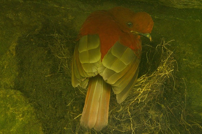 Cock-of-the-Rock, Andean b