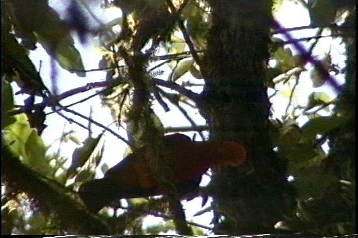 Cock-of-the-Rock, Andean