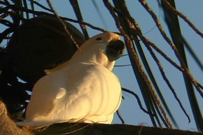 Cockatoo, Sulphur-crested 1