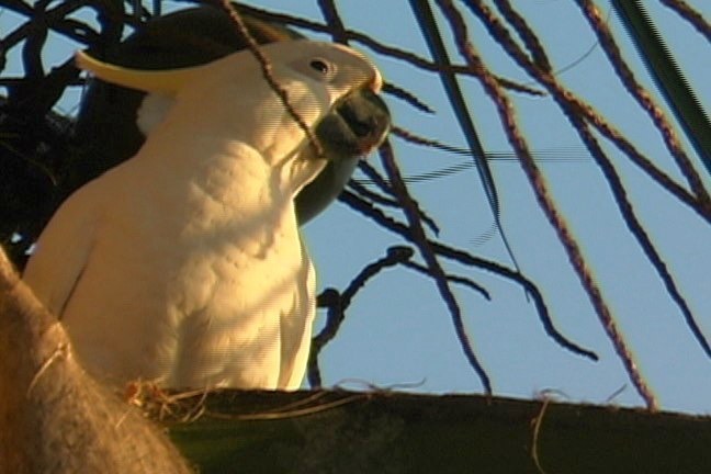 Cockatoo, Sulphur-crested 2