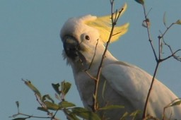 Cockatoo, Sulphur-crested 3