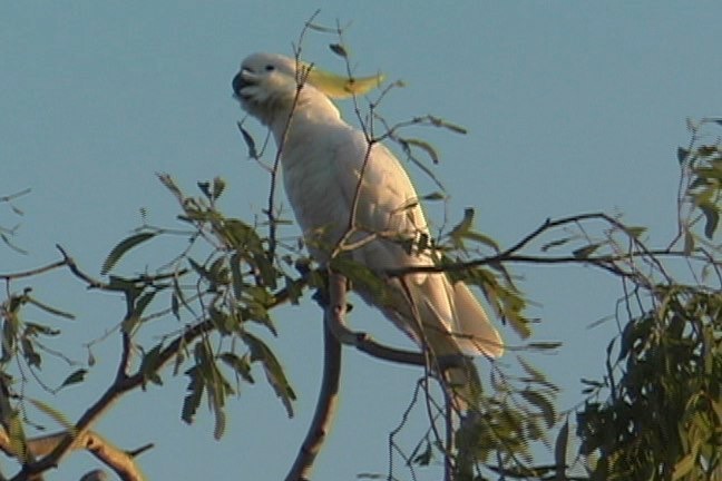 Cockatoo, Sulphur-crested 4