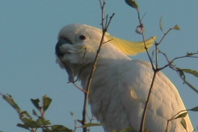 Cockatoo, Sulphur-crested 5