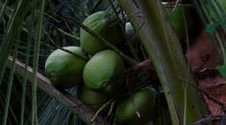 coconut tree (Cocos nucifera