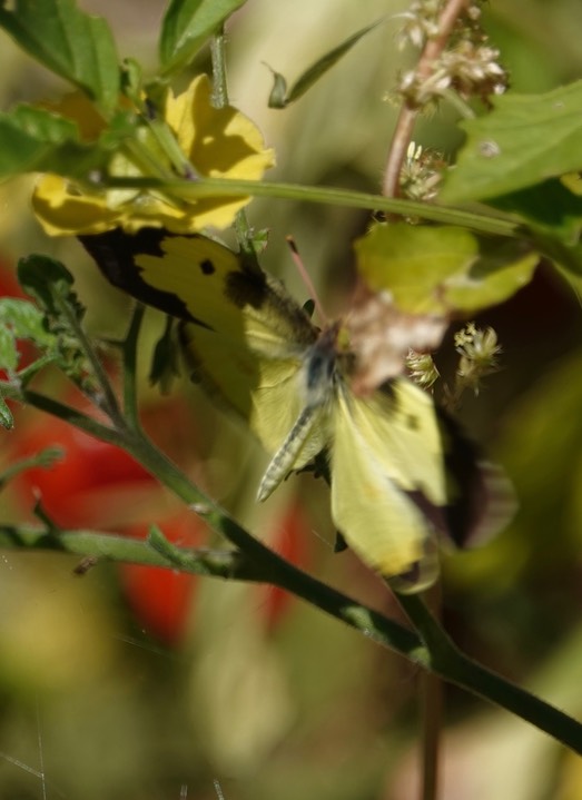 Colias cesonia, Southern Dogface, Hillsboro