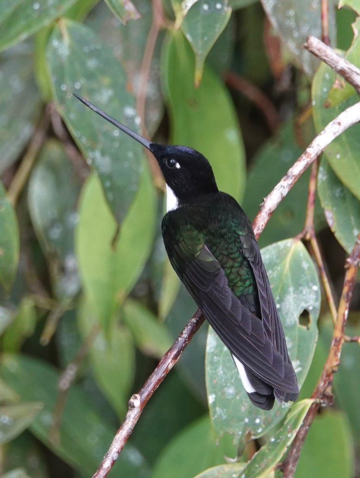 collared inca h1