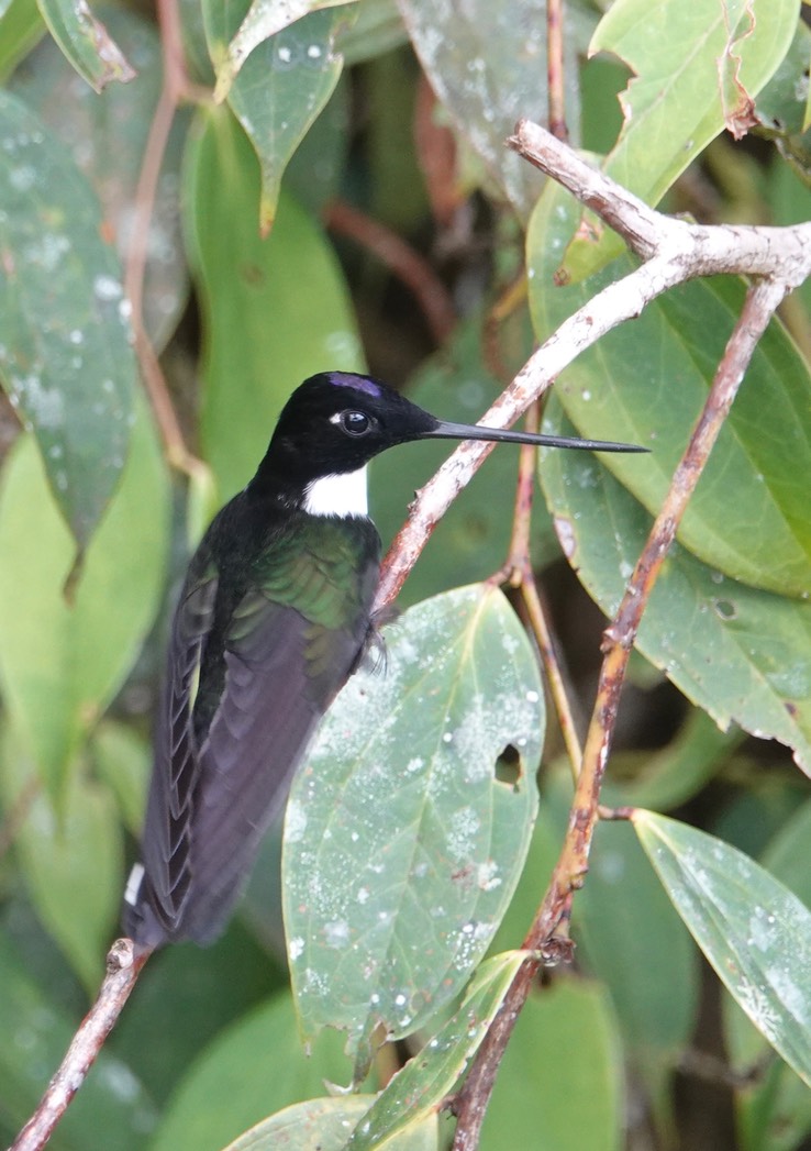 collared inca h2