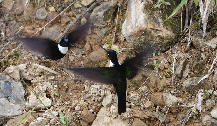 Collared Inca h3