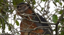 Colobus, Temminck's Western Red 3