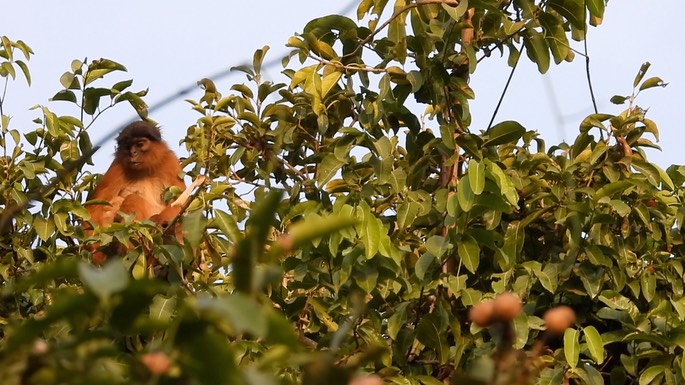 Colobus, Temminck's Western Red 2