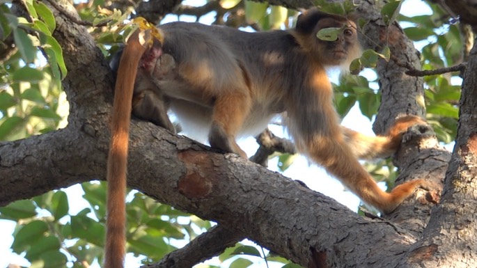 Colobus, Temminck's Western Red - Senegal 2