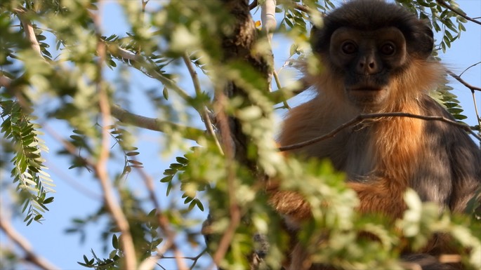 Colobus, Temminck's Western Red - Senegal 1