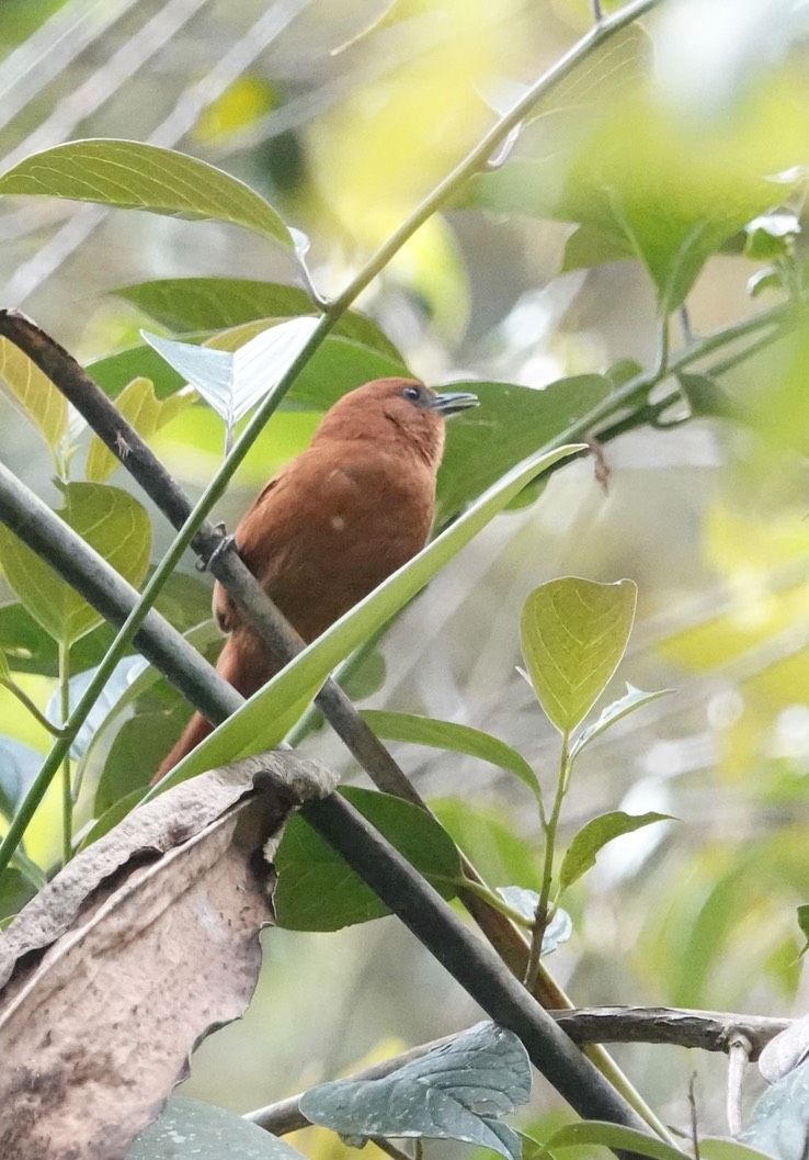 (Colombian) Rufous Spinetail1