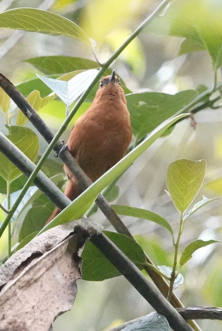 (Colombian) Rufous Spinetail3