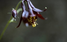 Columbine 074