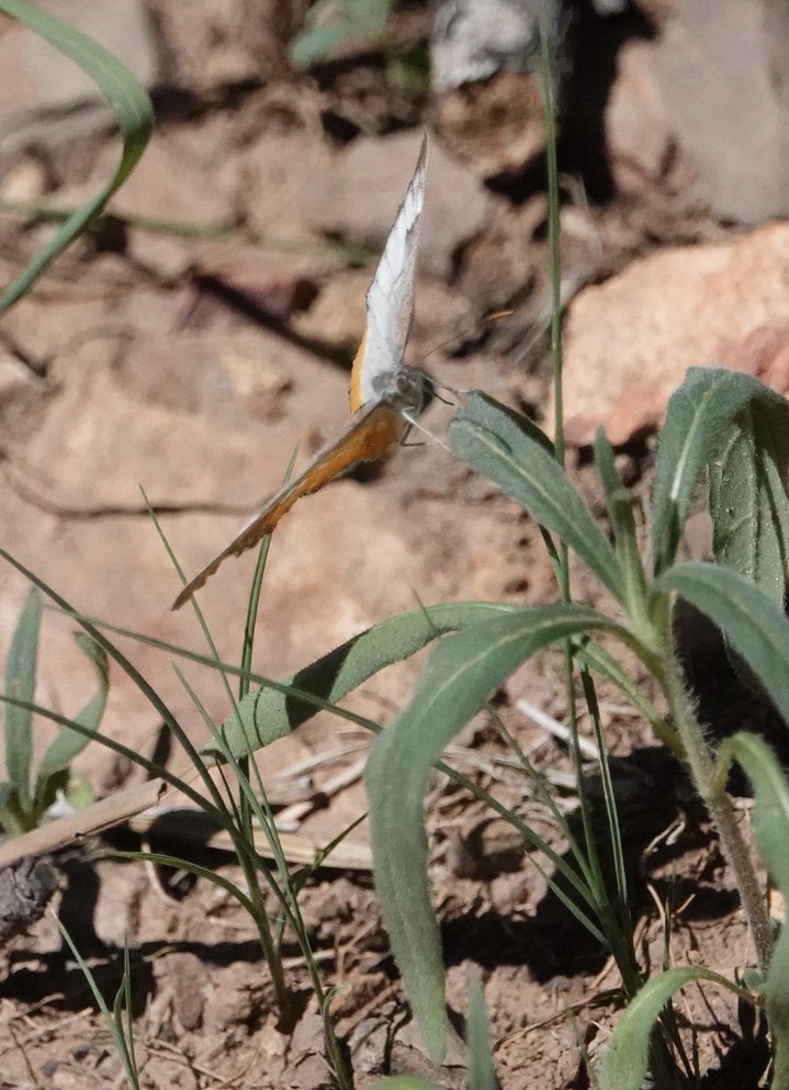 Common Mestra, Big Bend National Park, Texas3