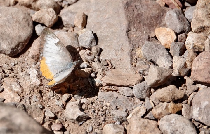 Common Mestra, Big Bend National Park, Texas2