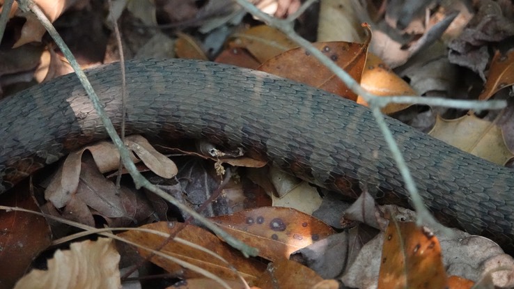 Common (Northern) Watersnake, Nerodia sipedon (1)