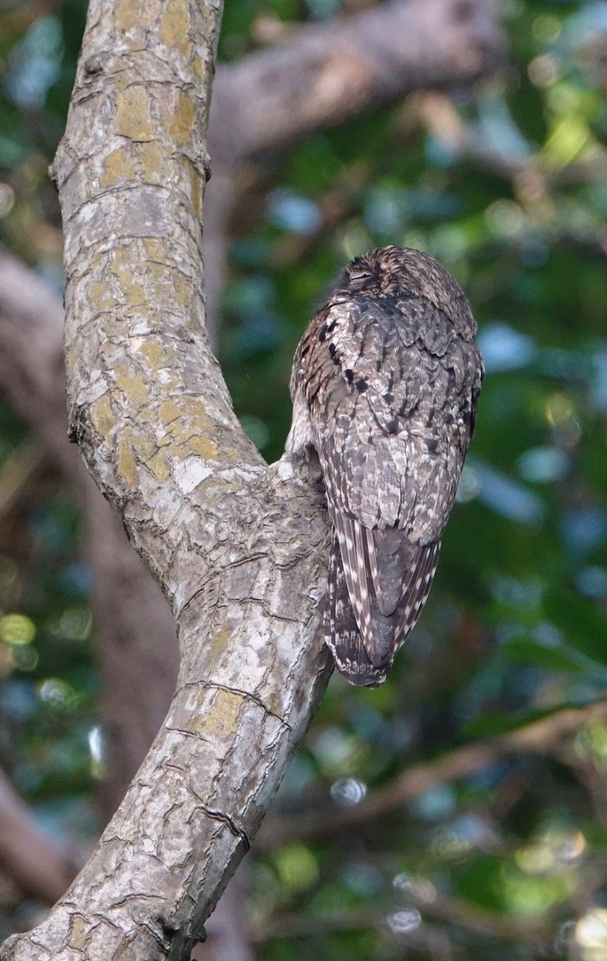 Common Potoo, Nyctibius griseus griseus - Caroni Swamp, Trinidad1